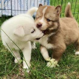 Poodle and Siberian Husky Puppies from White Water Dogs