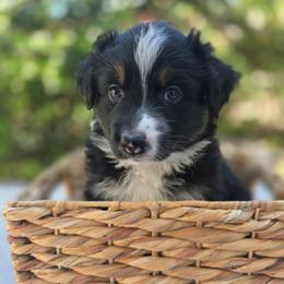 Hershey - Black tri-color female Australian Shepherd puppy in Summerville, South Carolina from Flowertown Aussies