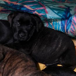 Sky, Girl 3 - Cane Corso puppy from K9 Guardian Cane Corso