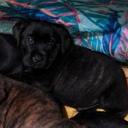 Sky, Girl 3 - Cane Corso puppy from K9 Guardian Cane Corso