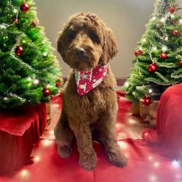 Beau - Goldendoodle