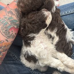 Lagotto Romagnolo Puppies from Anna’s Lagottos