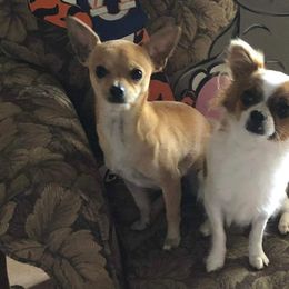 Chihuahuas from Oreokennels