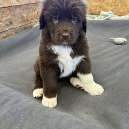 Daisy - White and brown female Newfoundland puppy in Goodhue, Minnesota from Claypits Newfoundlands