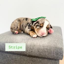 Stripe - Merle male Bernedoodle puppy in West Haven, Utah from Split Mountain Doodles