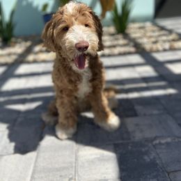Luis - Goldendoodle