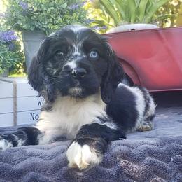 Cockapoo, Cocker Spaniel, and Goldendoodle Puppies from Robbin's Treasures