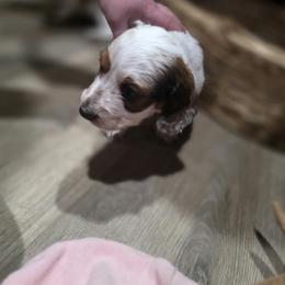 Dachshund Puppies from Green Thumb Farms