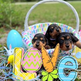 Dachshund Puppies from Dixie Dachshund Delights