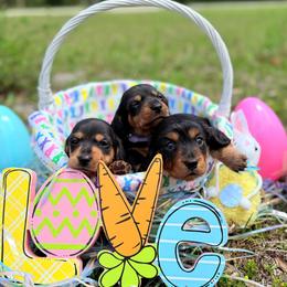 Dachshund Puppies from Dixie Dachshund Delights