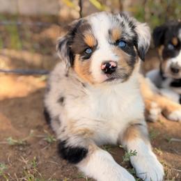 Hercules - Blue merle male Australian Shepherd puppy in Vernal, Utah from Dancing M Australian Shepherds