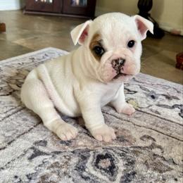 Lilly - Red and white female Bulldog puppy in Mountain Home, Idaho from Magic City Kennel