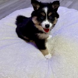 Valentina - Black and white female Pomsky puppy in Wisconsin from Summer's Pomskies
