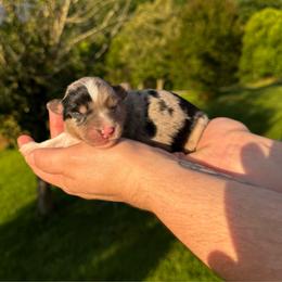 Venti - Blue merle female Miniature Australian Shepherd puppy in Mount Carmel, Tennessee from Hill Top Mini Aussies