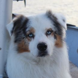 Titus - Australian Shepherd