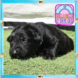 Blue Belle sweet charming - Black female German Shepherd puppy in Murrieta, California from Diamond Oaks German Shepherds