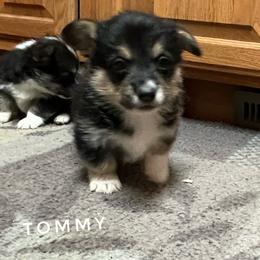 Tommy with Health Guarantee - Black and tan male Pembroke Welsh Corgi puppy in Vernal, Utah from Bingo's Kennel