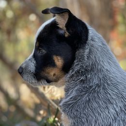 Australian Cattle Dog Puppies from Tin Roof Australian Cattle Dogs