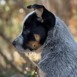 Australian Cattle Dog Puppies from Tin Roof Australian Cattle Dogs