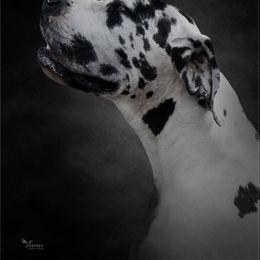 Harmony - Great Dane