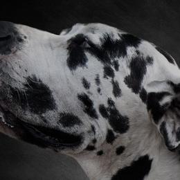 Harmony - Great Dane