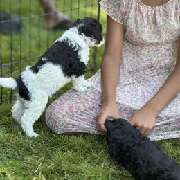 Poodle Puppies from Mount Zion Kennels