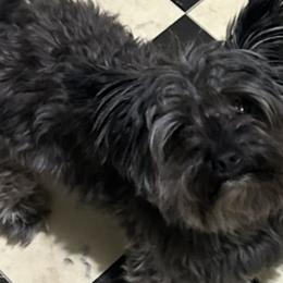 Yorkshire Terriers from Frances Hodges