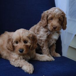 Australian Labradoodle Puppies from Majestic Labradoodles