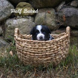 Half Baked - Black tri-color male Australian Shepherd puppy in Bristol, New Hampshire from NewFound Lake Aussies