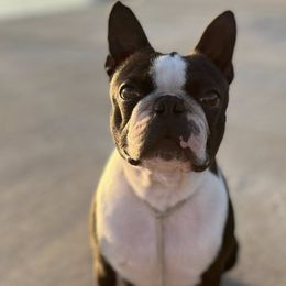 Boston Terriers from Trifecta Kennel