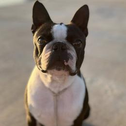 Boston Terriers from Trifecta Kennel