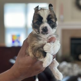 Chinese Crested Puppies from Fairwinds