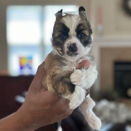 Chinese Crested Puppies from Fairwinds