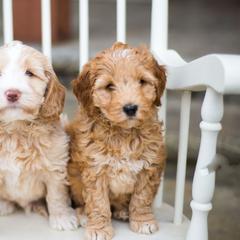 Bernedoodle and Double Doodle Puppies from Cloud Nine Doodles