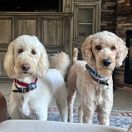 Goldendoodles from Guiness and Bailey's Doodle Den