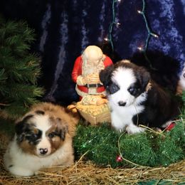 Australian Shepherds from Christ the King Monastery