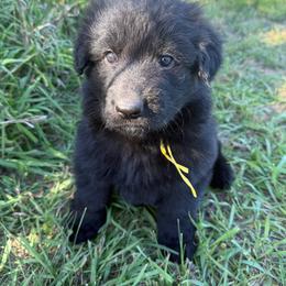 Puma Yellow black female - Black female German Shepherd puppy in Herrick, South Dakota from Dakota Shepherds Kennels