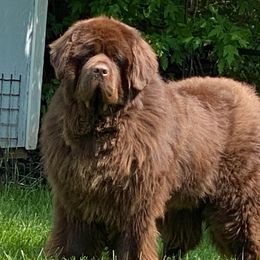 Waylon - Newfoundland