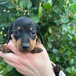 Kiara - Black and tan female Dachshund puppy in Thornton, Colorado from Donna’s Dachshunds