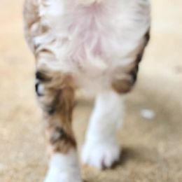 Aussiedoodle, Cavalier King Charles Spaniel, Cavapoo, and Toy Australian Shepherd Puppies from Darling Australians