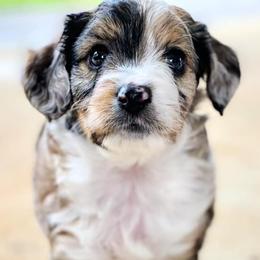 Aussiedoodle, Cavalier King Charles Spaniel, Cavapoo, and Toy Australian Shepherd Puppies from Darling Australians