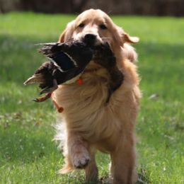 Golden Retrievers and Labrador Retrievers from Bluemittn Retrievers