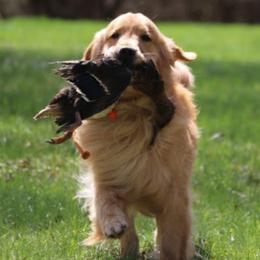 Golden Retrievers and Labrador Retrievers from Bluemittn Retrievers