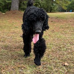 Green bean - Black female Poodle puppy in Jesup, Georgia from Altamaha Mud Poodles LLC.