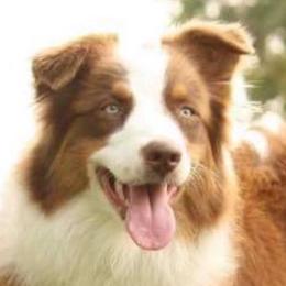Australian Shepherds from Shining J Aussie