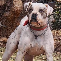 Gunny - American Bulldog