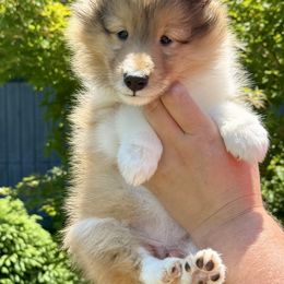 Girl 2 - Sable and white female Shetland Sheepdog puppy in Catawba, North Carolina from Candescent Shetland Sheepdogs