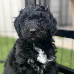 Beth-Purple girl - Black and white female Companion Cross puppy in Calimesa, California from Teakwoodpoodleofsocal