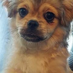 Tibetan Spaniels from Fourcorners