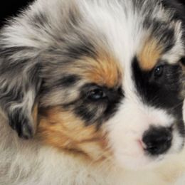Australian Shepherd Puppies from Winsome Aussies
